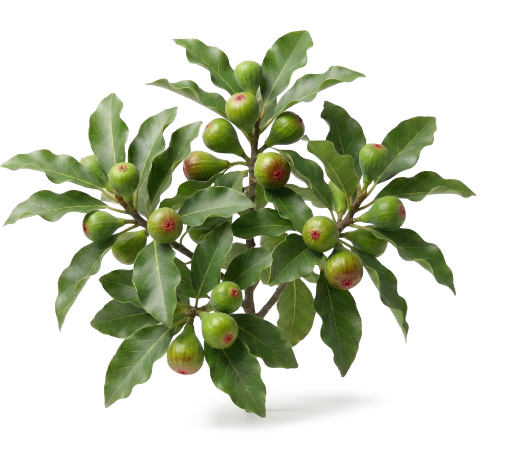 天鮮果-抗發炎成分